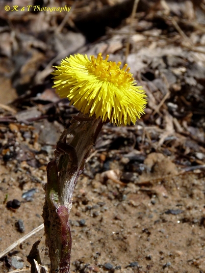 {Tussilago farfara}